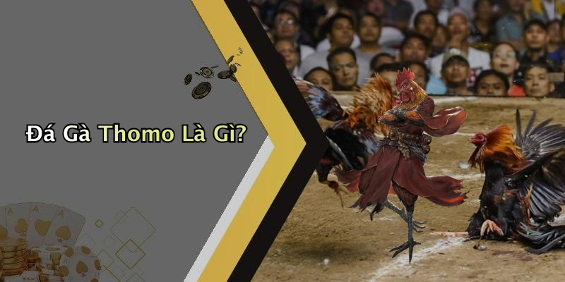 Đá Gà Thomo Là Gì?